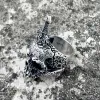 Sword Piercing Skull Sterling Silver Ring sold by GTHIC