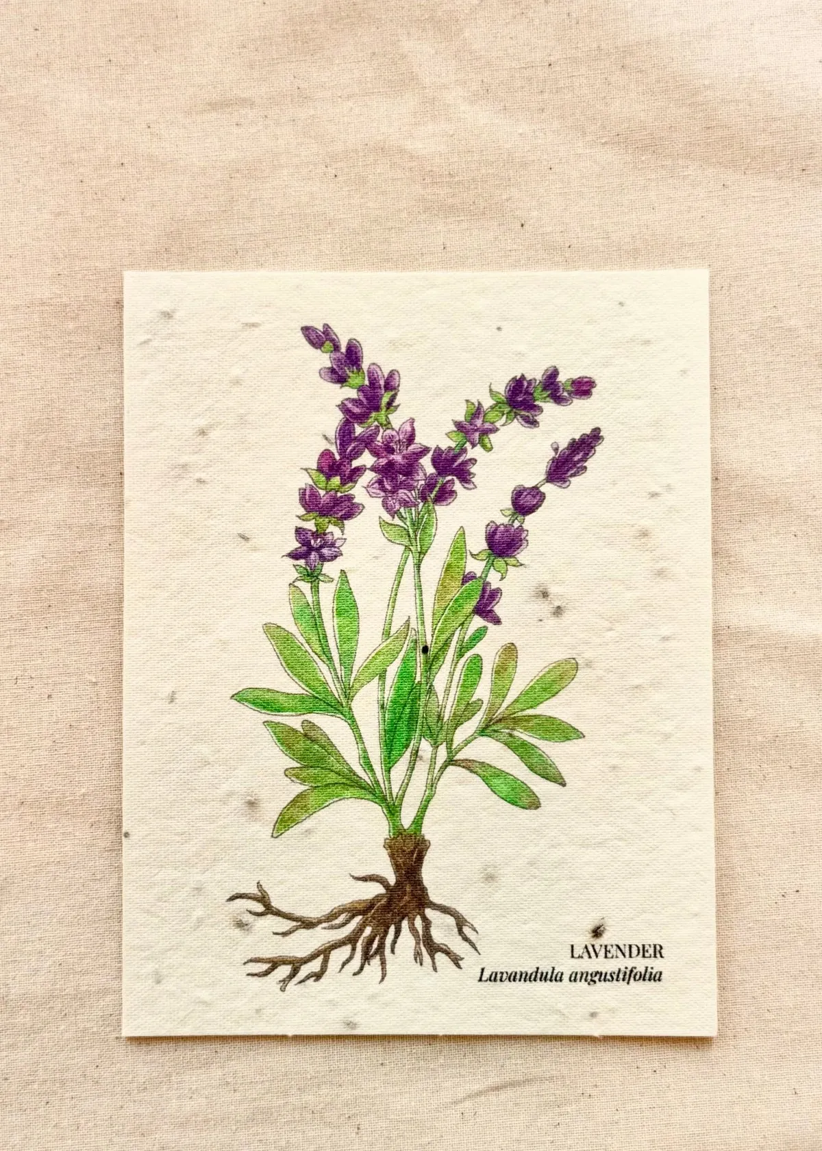 Lavender Greeting Card Plantable Wildflower Herb Seed Card sold by Flora Animalia