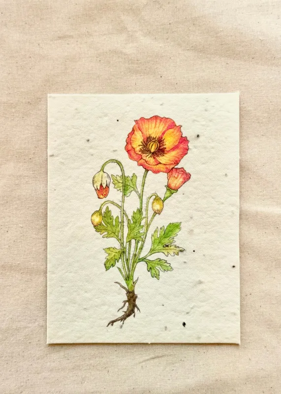 Orange Poppy Greeting Card Plantable Wildfolwer Herb Seed sold by Flora Animalia