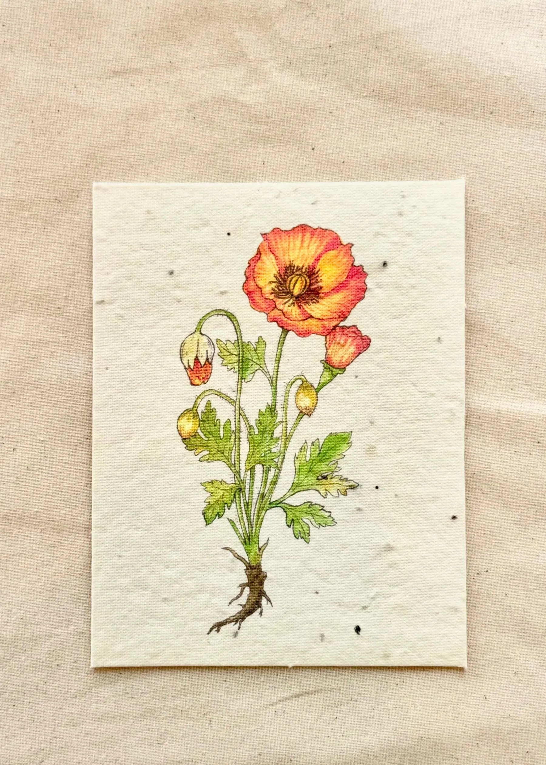 Orange Poppy Greeting Card Plantable Wildfolwer Herb Seed sold by Flora Animalia