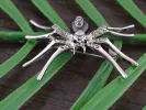Alilang Silvery Tone Clear Crystal Colored Rhinestones Black Creepy Spider Bug Brooch Pin, Black & Silver sold by Anna-Kaci