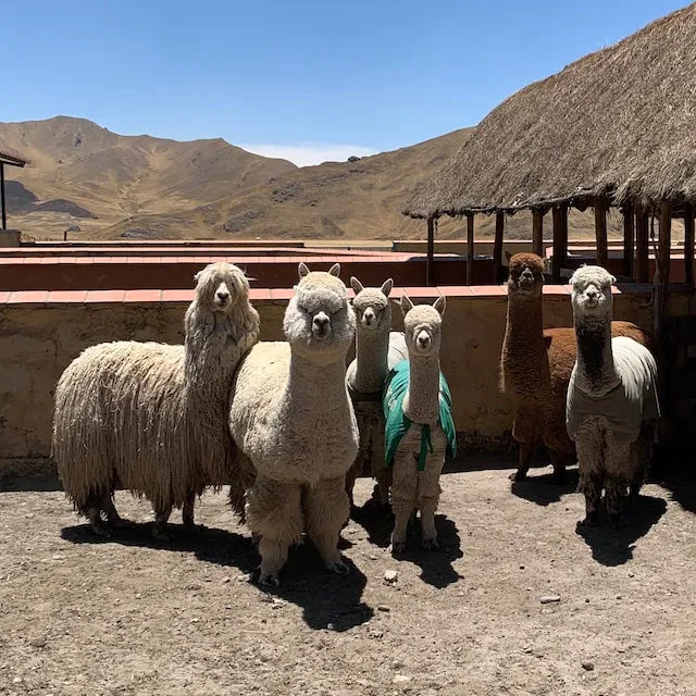 Alpaca Beanies - Taupe Brown sold by Baabuk product image thumbnail 4