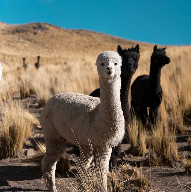 Alpaca Beanies - Reversible Marine Blue sold by Baabuk product image thumbnail 5