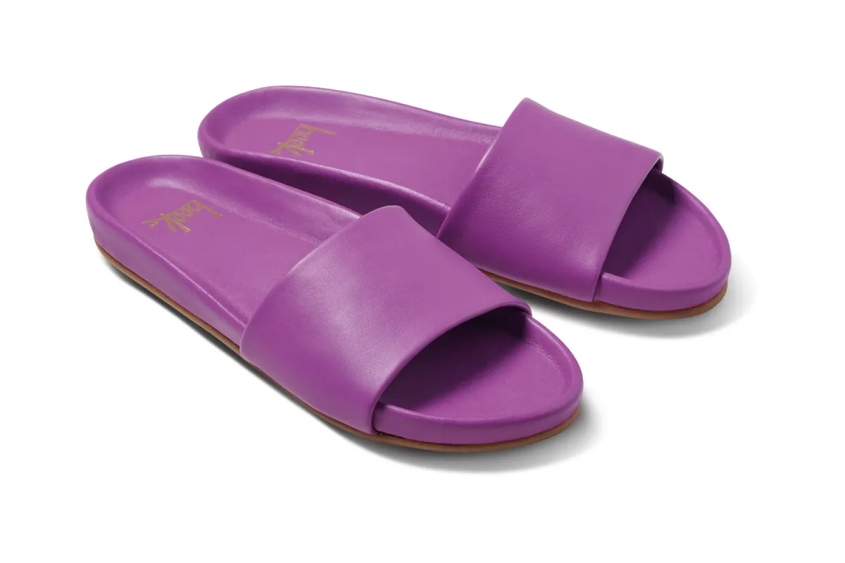 GALLITO - Iris sold by beek