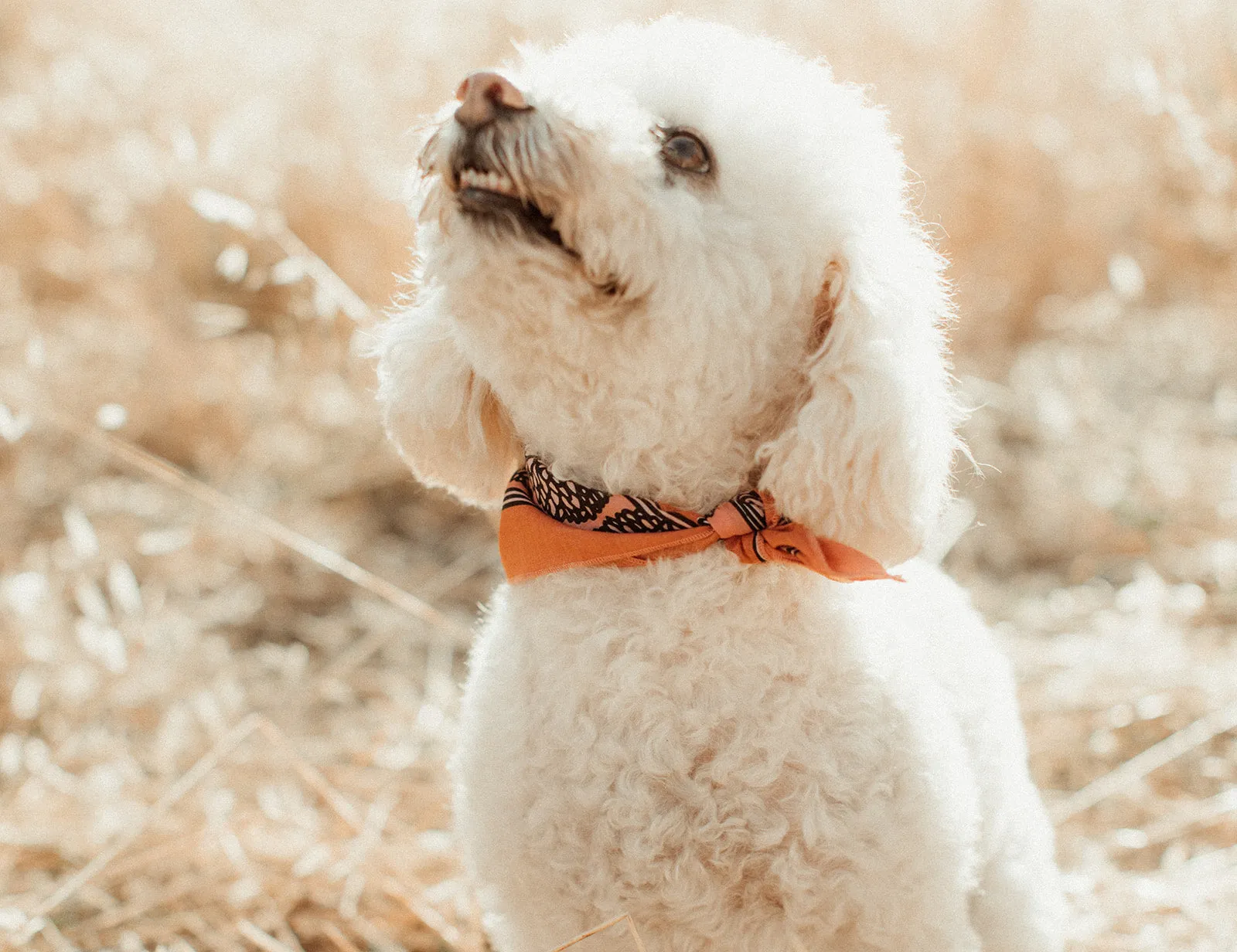 "Life In Flight" (Lil' BANDITS) sold by Bandits Bandanas product image thumbnail 3