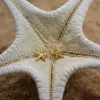 Starfish Post Earrings sold by Catherine Weitzman Jewelry