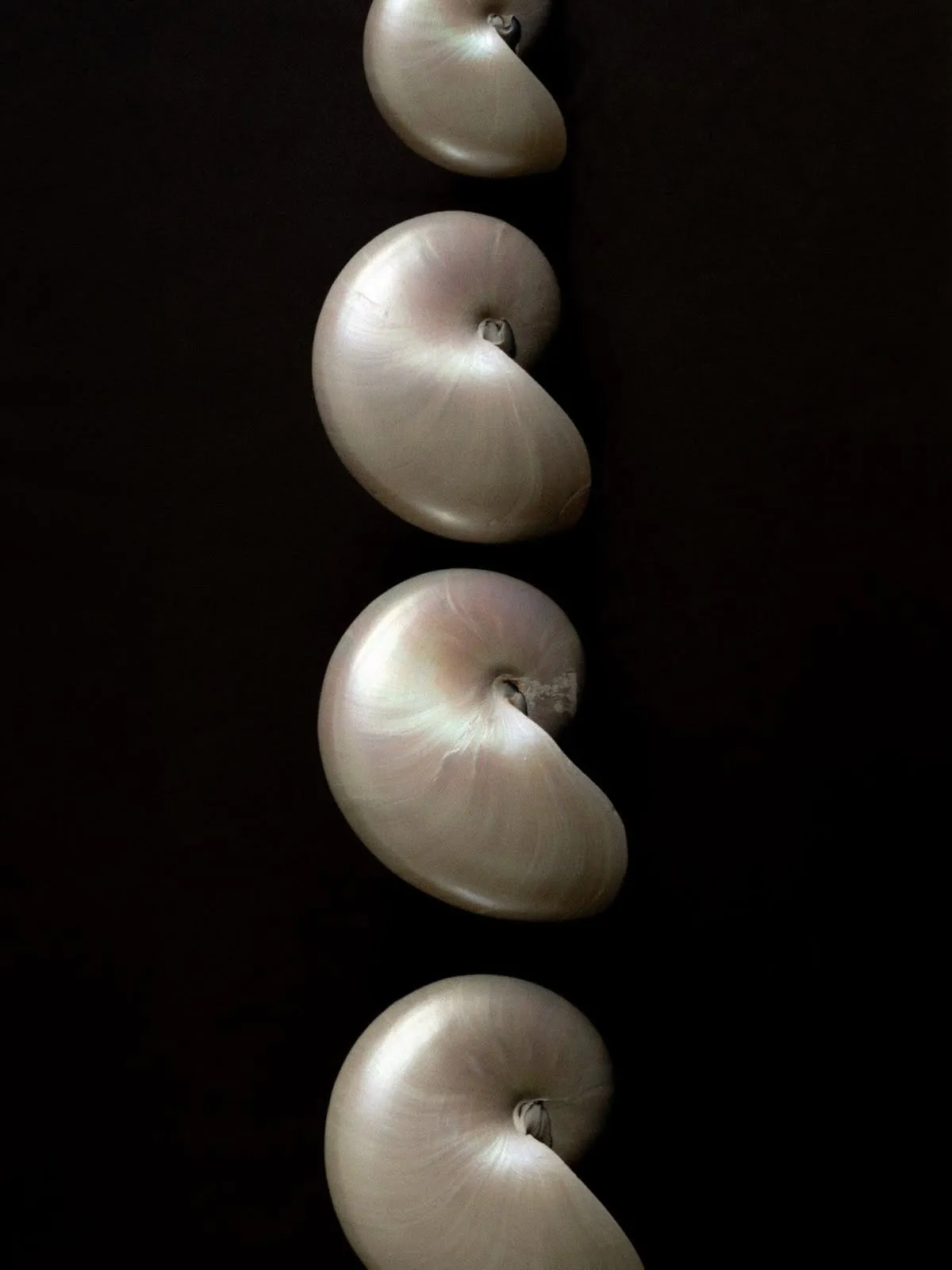 Lalani Earrings -Silver sold by Banks Jewelry product image thumbnail 3