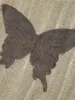 Aelfric Eden Embroidery Butterfly Cut-Out Sweater sold by Aelfric Eden