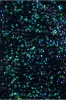 Maternity Sequin & Velvet Bardot Maxi - Emerald Green by Goddiva sold by Goddiva