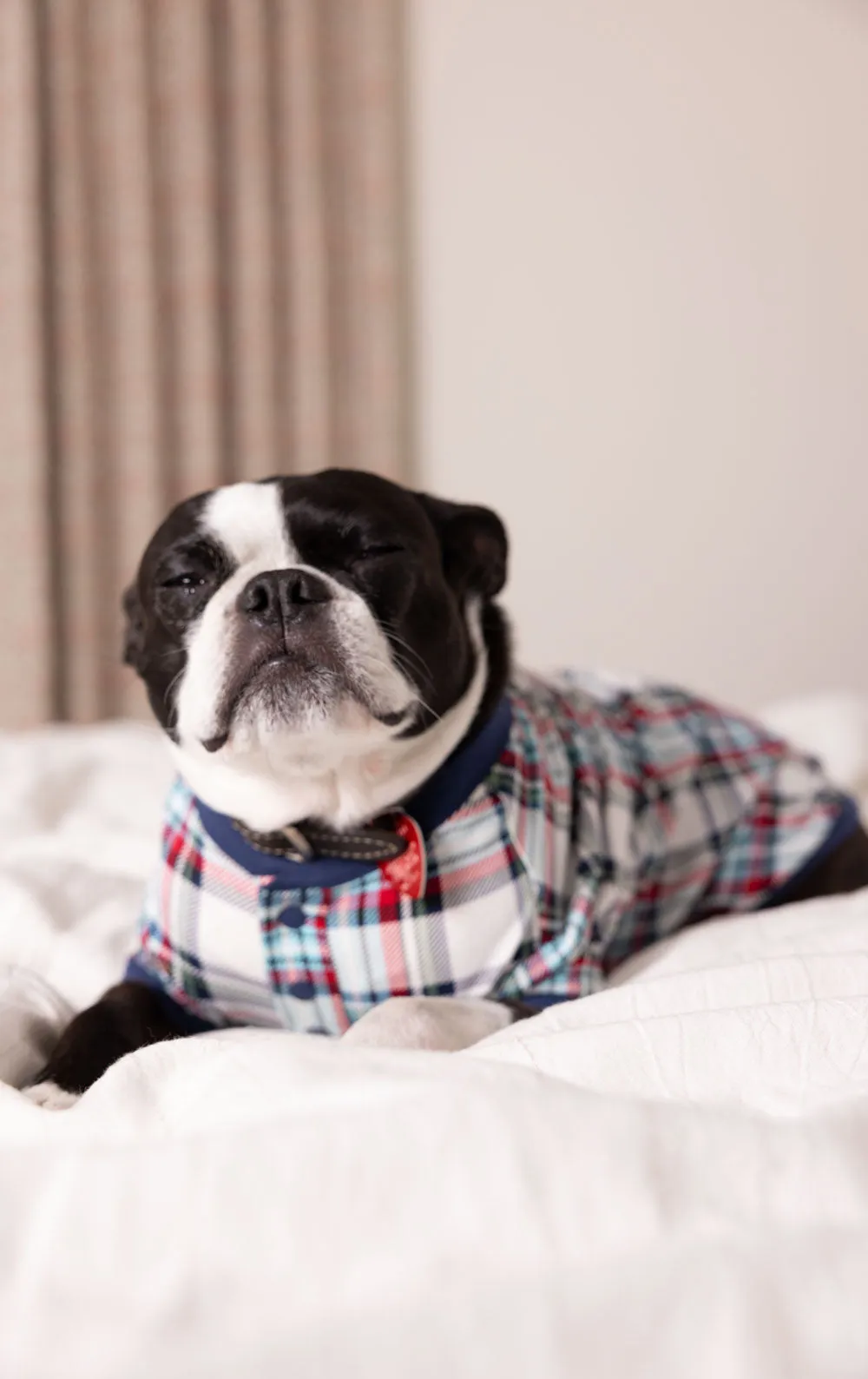 Hibernation Plaid Pet Pajamas sold by Pajamagram product image thumbnail 2