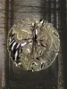 Paisley Pioneers sold by Zandria