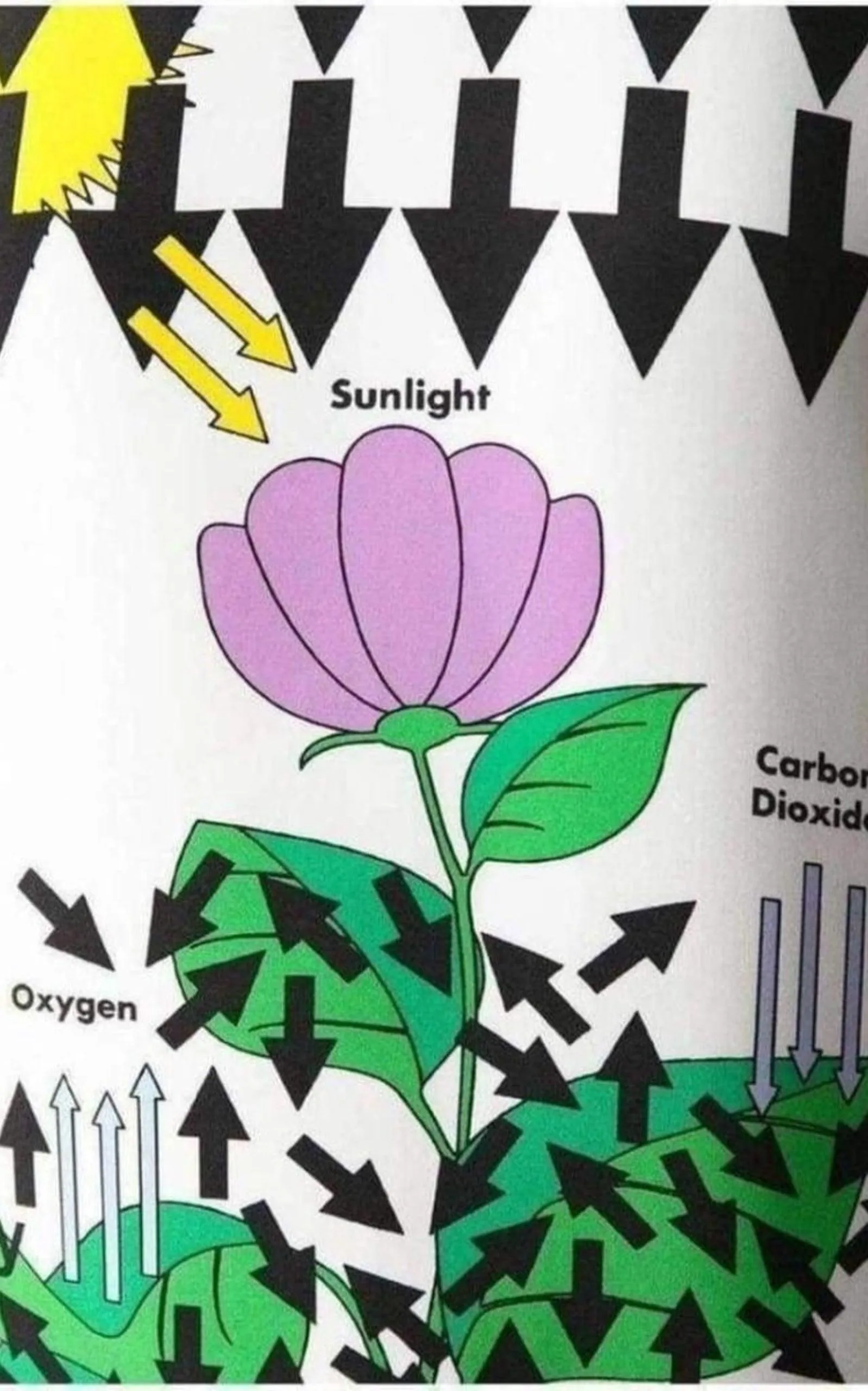 White Silk Botanical Diagram Dress sold by Runaway Catalog product image thumbnail 5