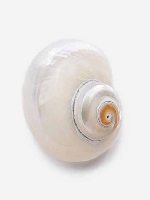 Shell Earrings by CASHFANA sold by Hermoza product image thumbnail 4