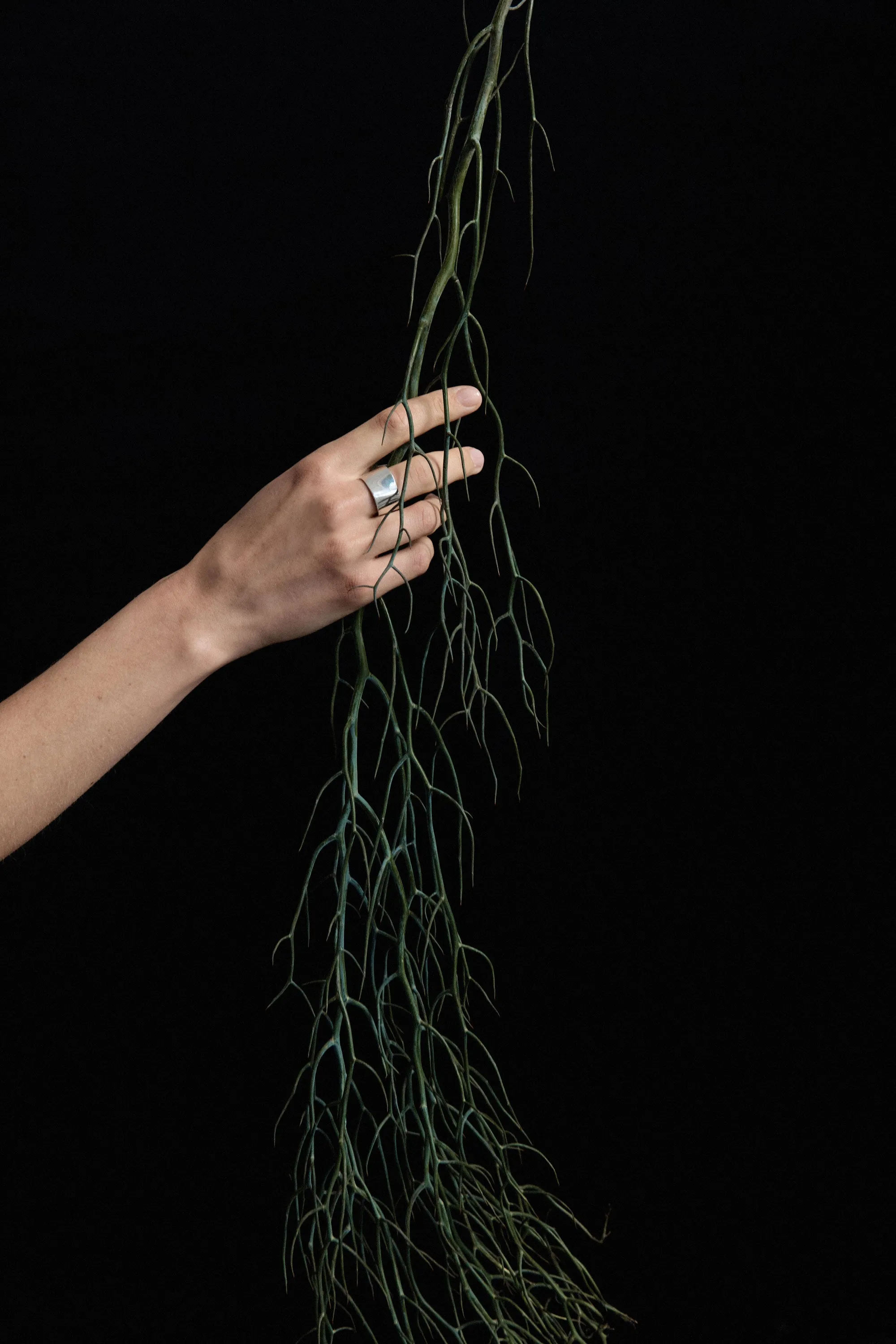 Wide Astrid Cigar Band sold by AGMES product image thumbnail 2