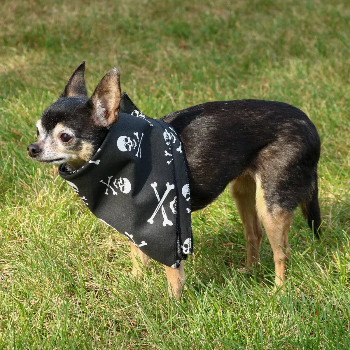 CTM® Skull & Crossbones Bandana sold by Belt Outlet product image thumbnail 5
