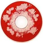 Princess Pinky Risen Dead Sclera sold by Pinky Paradise product image thumbnail 2