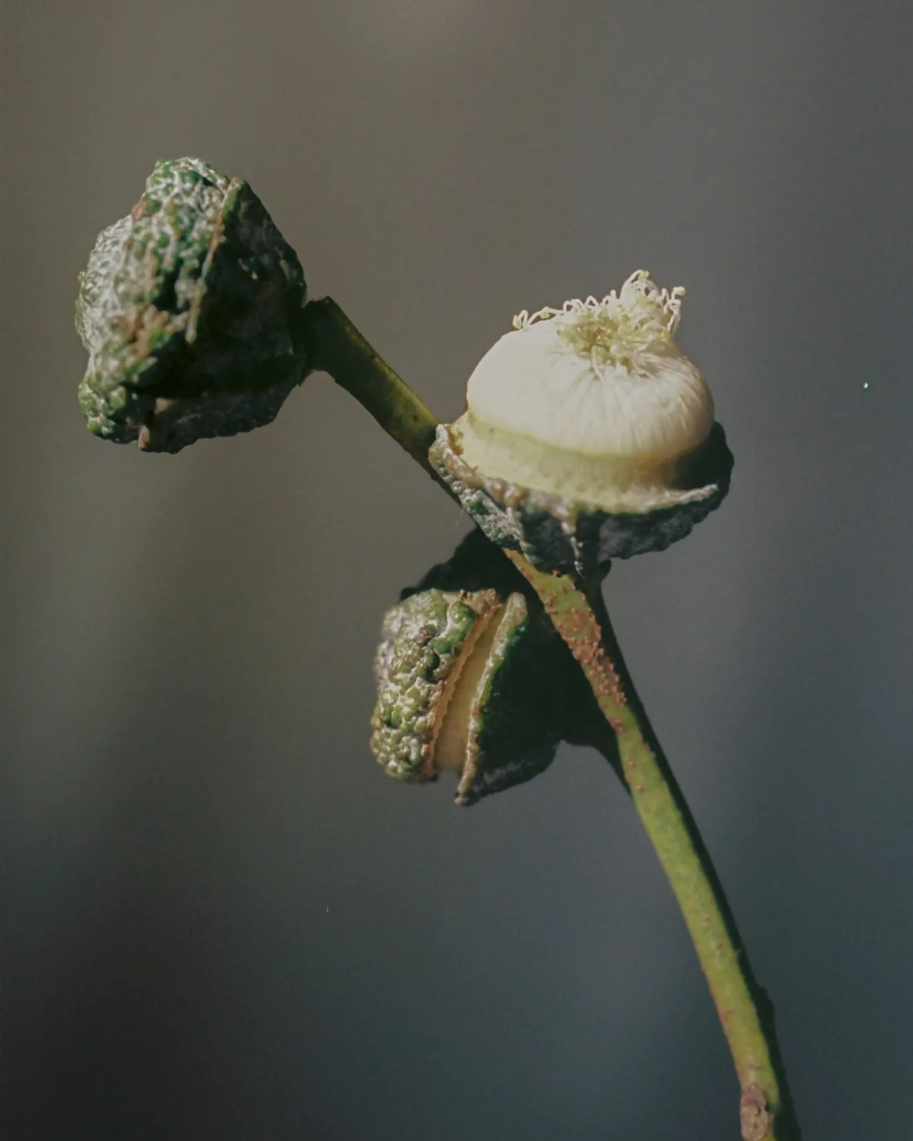 LUNA PANT | bonsai | WAREHOUSE SALE sold by Maria Stanley product image thumbnail 5