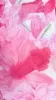 Carmina Mini Dress - Pink Floral sold by Billy J