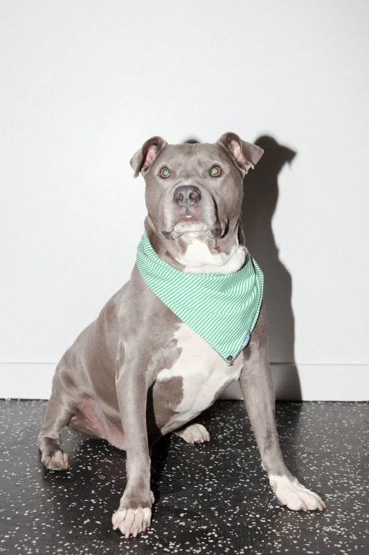 Pierced Bandana in Striped Green Jersey made by KkCo