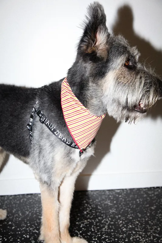 Pierced Bandana in Striped Tomato sold by KkCo