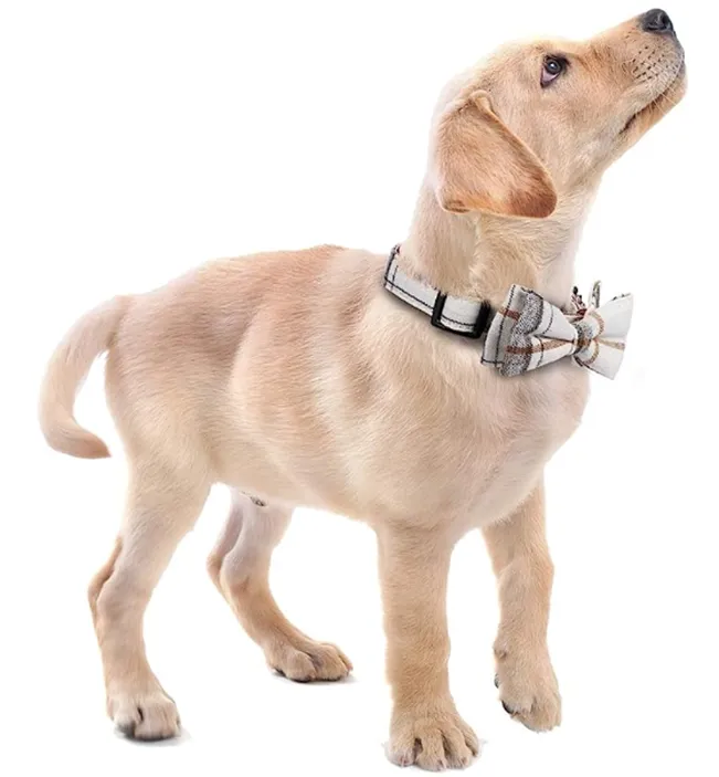 Pets Collar with Bowtie, Durable Adjustable and Comfortable Collar sold by ChicSew product image thumbnail 2