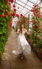 Off the Shoulder Sleeveless Simple White Satin Wedding Bamboo Style Dress sold by KissProm