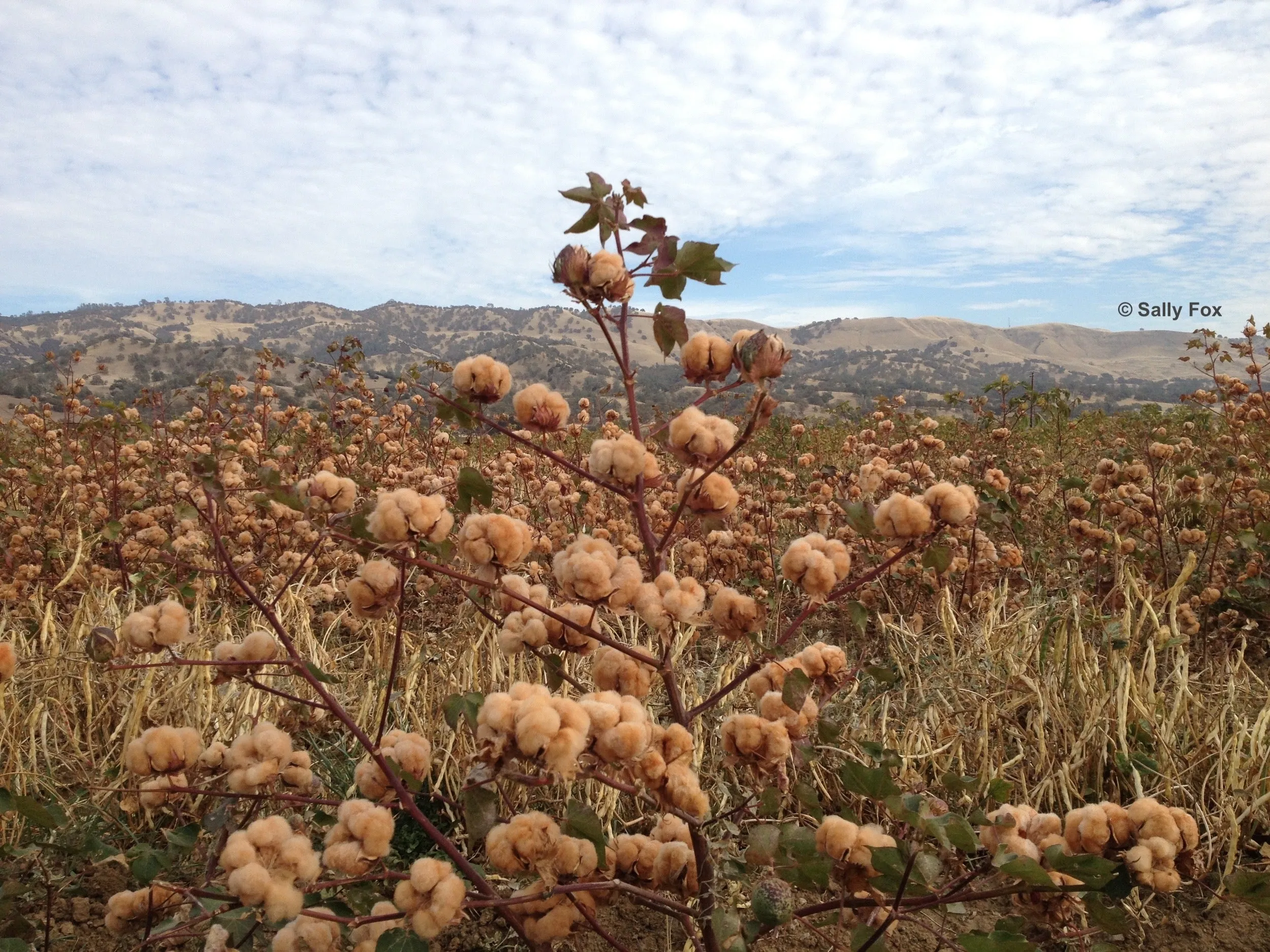 Foxfibre®️ Crew Socks 3-Pack (Mixed Colors) sold by Unbleached Apparel product image thumbnail 4
