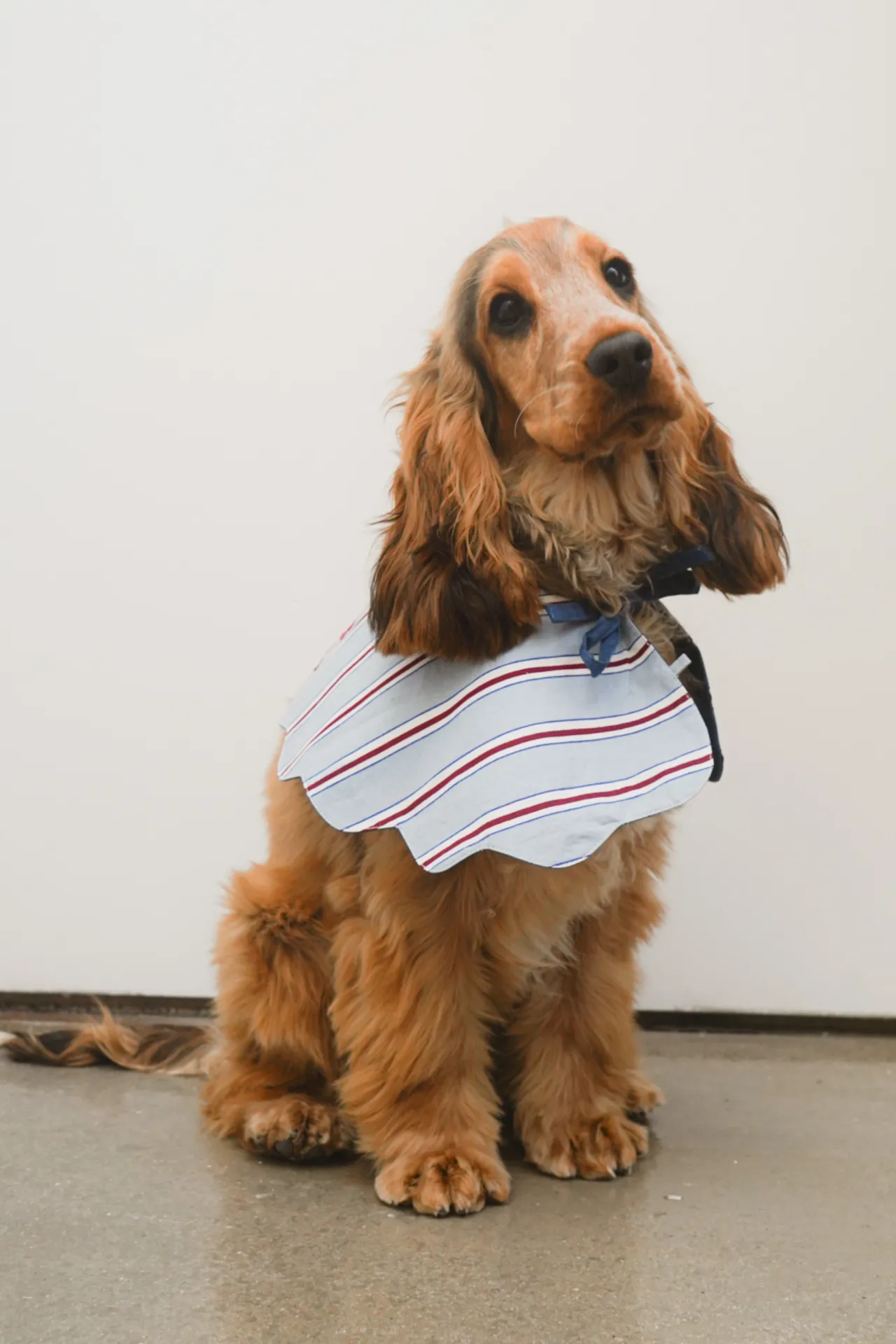 blue stripe dog collar sold by Damson Madder product image thumbnail 5