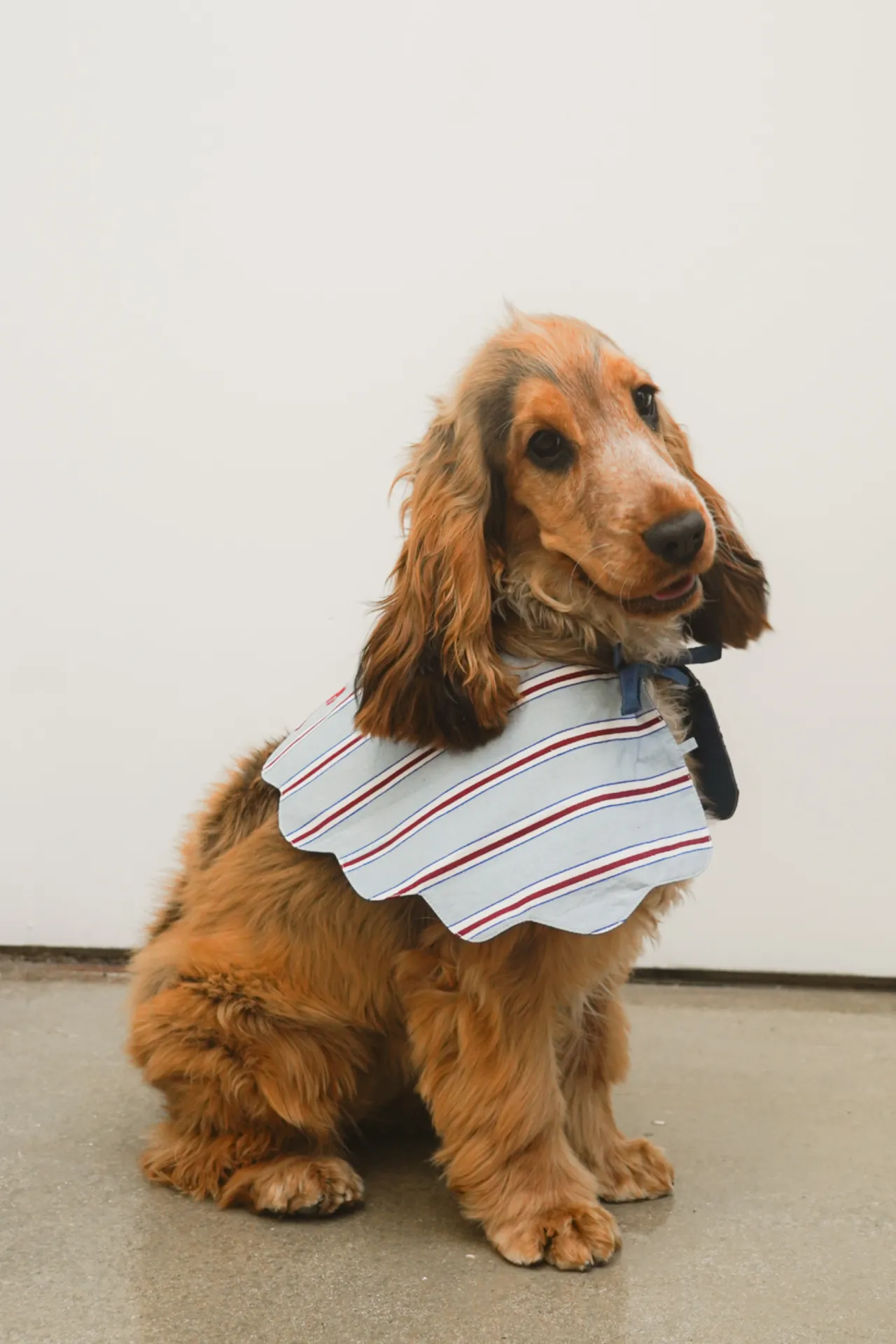 blue stripe dog collar sold by Damson Madder product image thumbnail 2