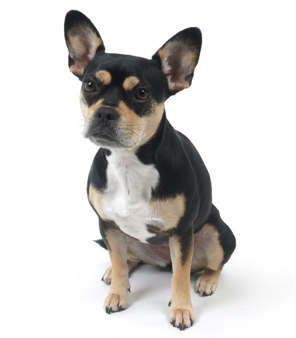 Wren's Beer t-shirt sold by Mr Jones Watches product image thumbnail 3